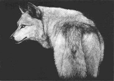 Hambone II - Gray wolf by Diane Versteeg